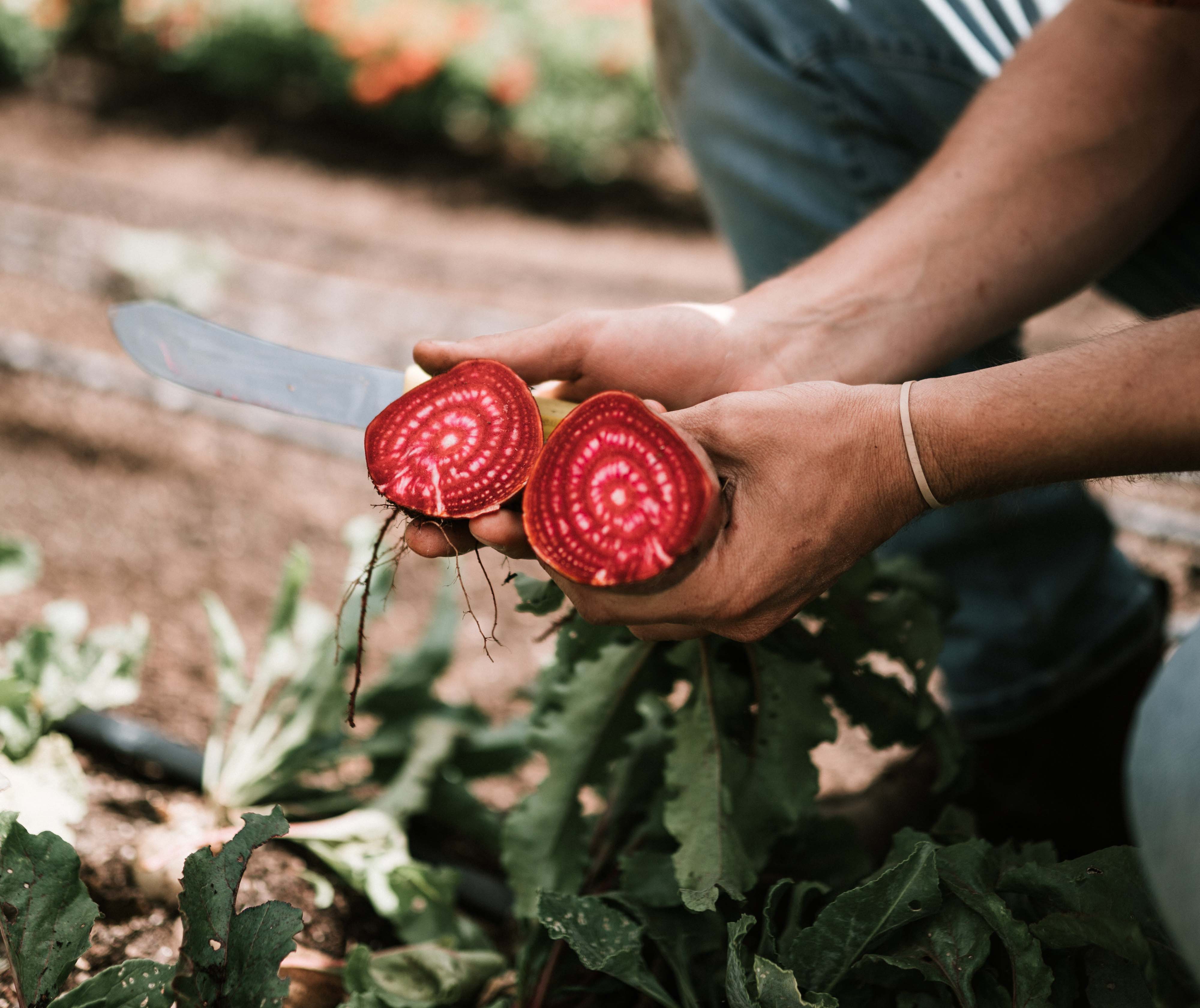 Razones poderosas para comer betabel